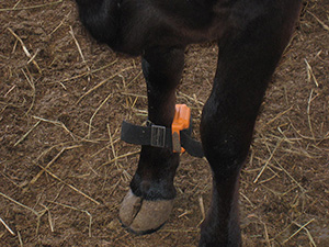 Connected Cattle: Wearables are Changing the Dairy Industry